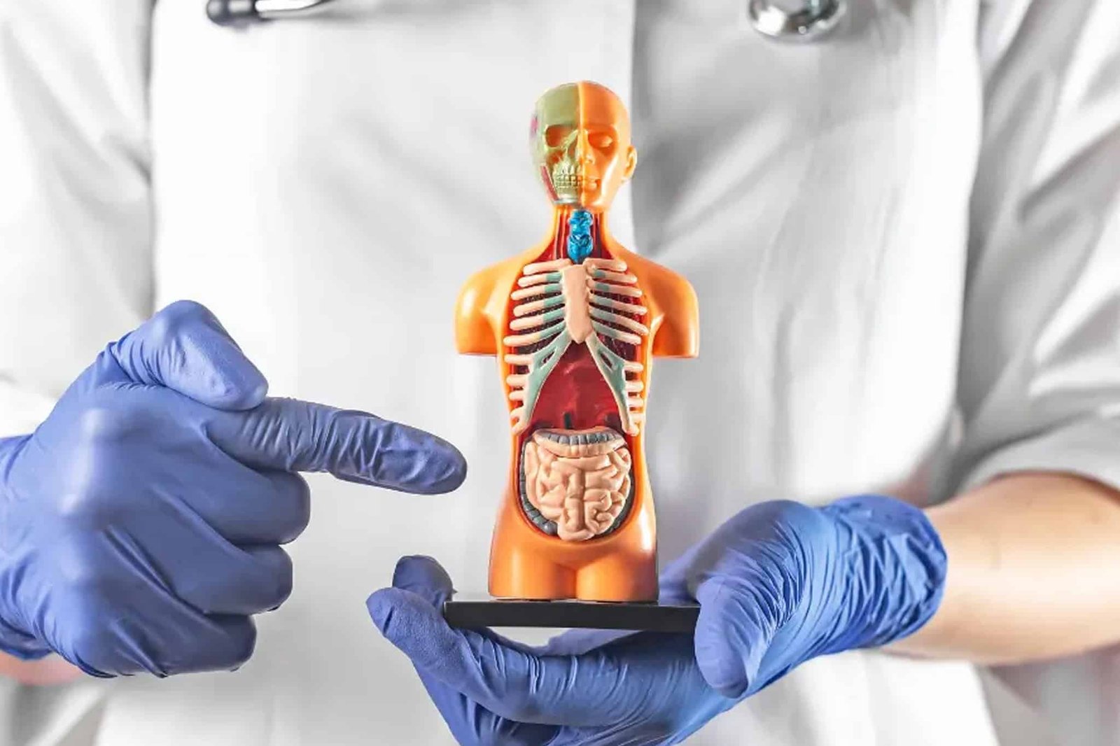 Imagem ilustrativa do intestino